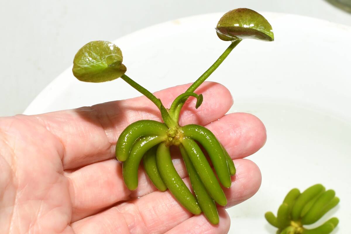 自家栽培・バナナプラント 3株 H1 現物 無農薬 安心 メダカ拍卖