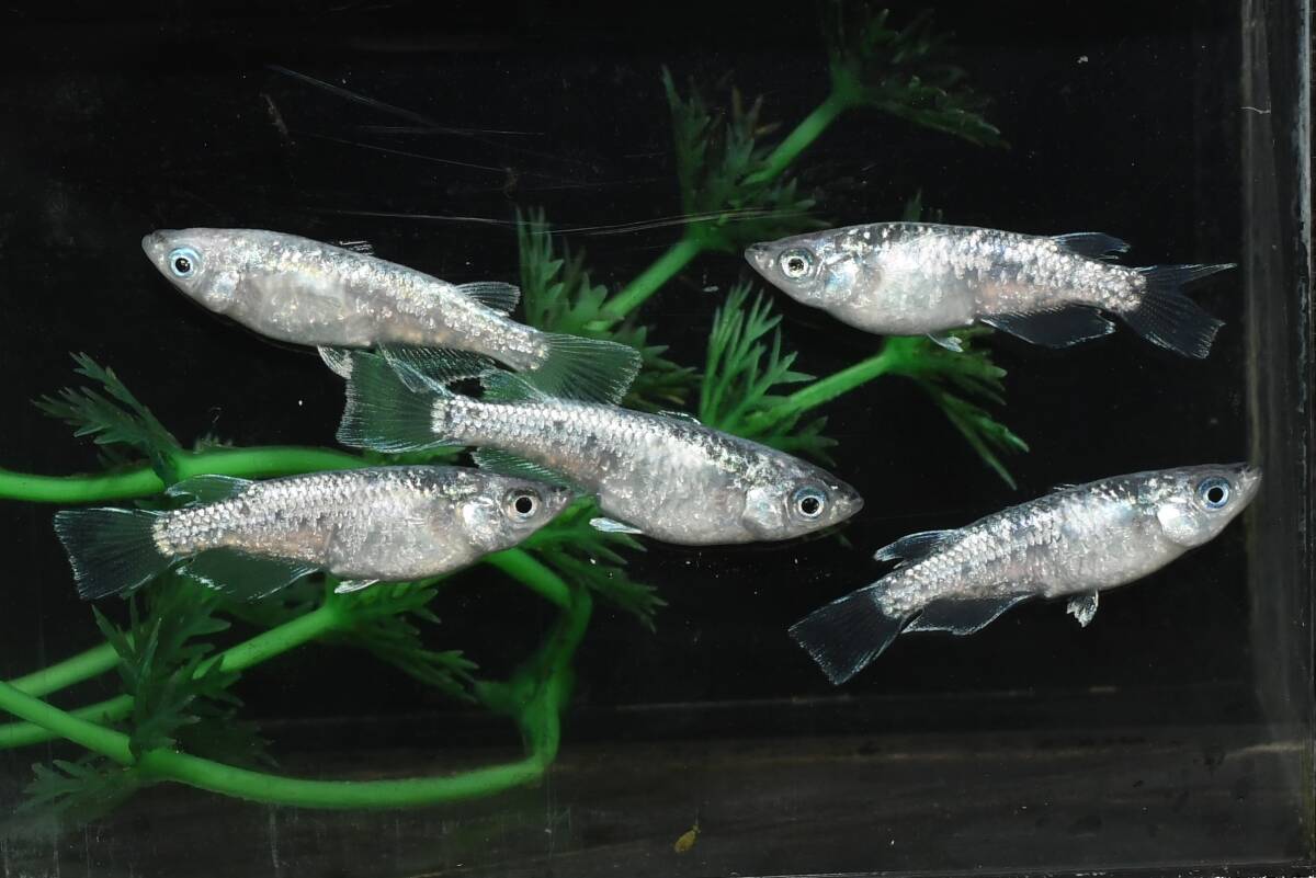 【猫飯】スカイブルーラメメダカ・3ペア L7 現物 めだか セット 成魚 送料後確定拍卖