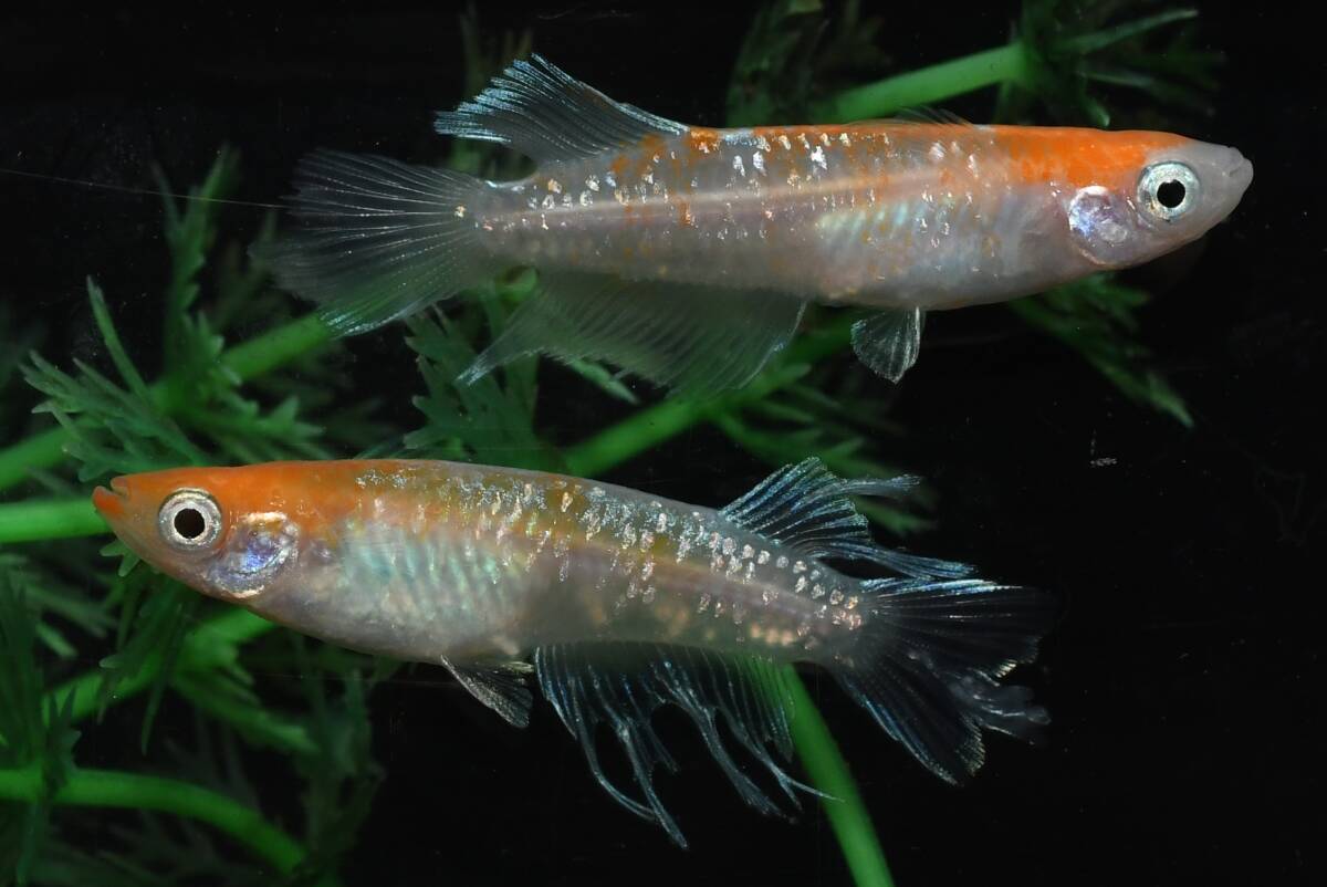 【猫飯】上物市!深紅のデーンモルフォキッシングΩスワローメダカ・1ペア F1 現物 めだか セット 成魚 送料後確定拍卖