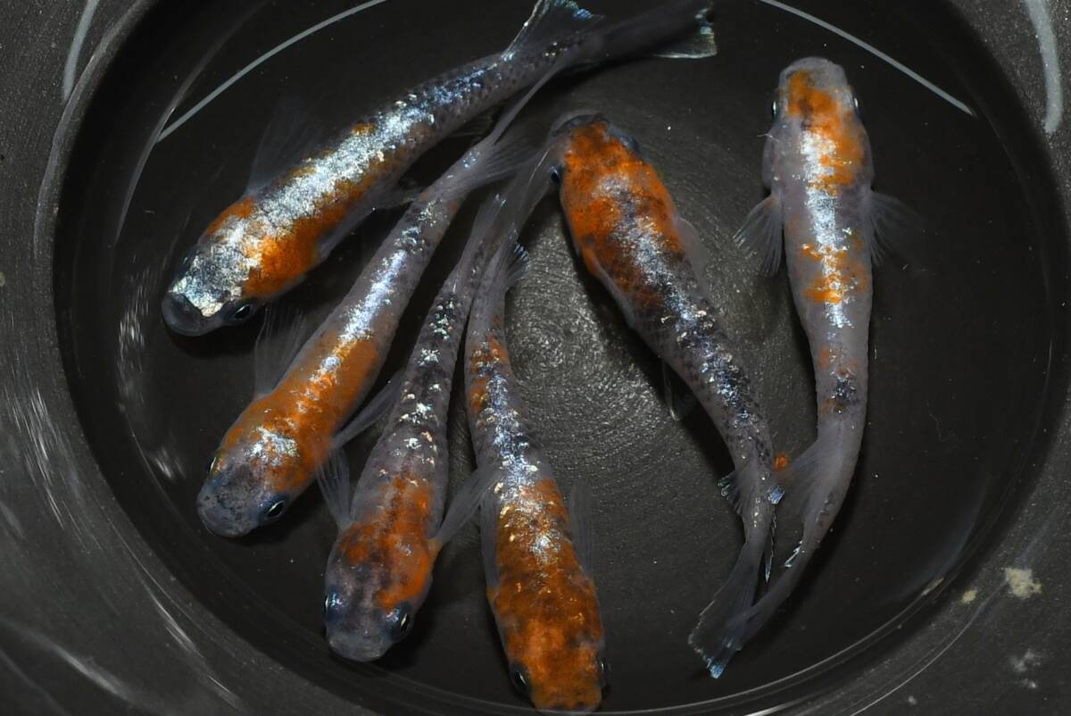 【猫飯】上物市!紅姫キッシングメダカ・3ペア N14 現物 めだか セット 成魚 送料後確定拍卖