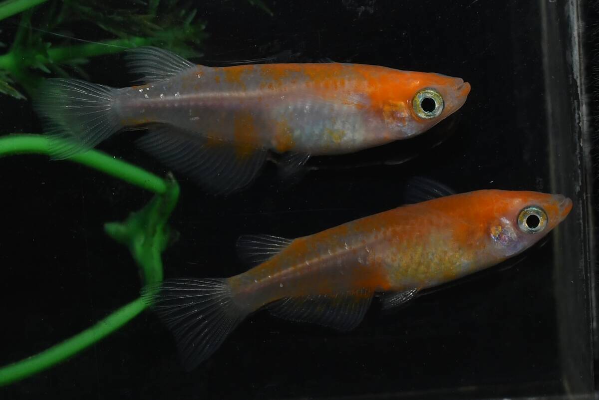 【猫飯】乱れ桜メダカ・1ペア N20 現物 めだか セット 成魚 送料後確定拍卖