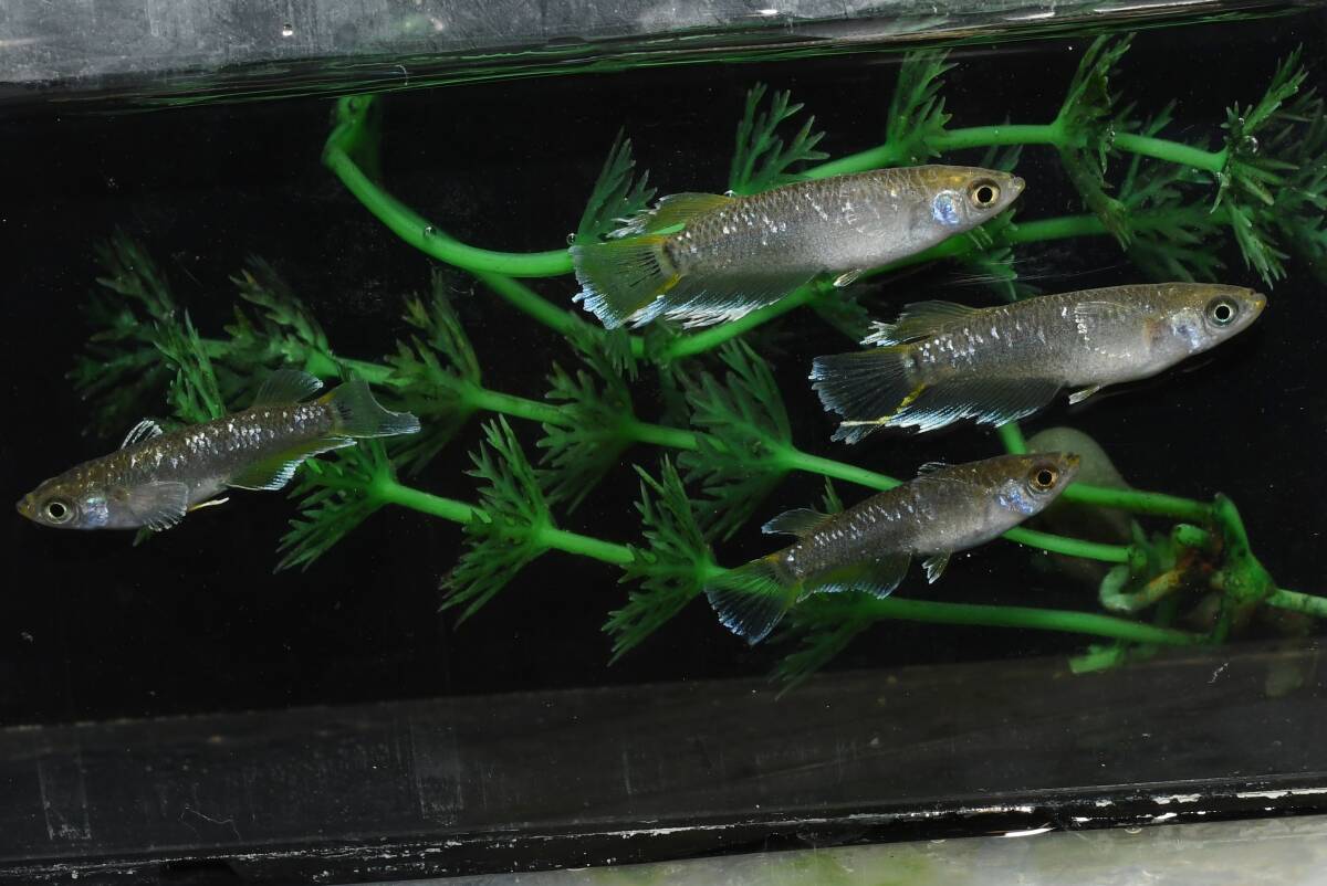 【猫飯】フロマージュキッシングメダカ・2ペア Z8 現物 めだか セット 成魚 送料後確定拍卖