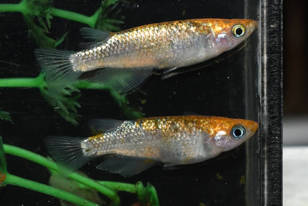 【猫飯】ユリシスパラディーゾレッドレースメダカ・3ペア B2 現物 めだか セット 成魚 送料後確定拍卖