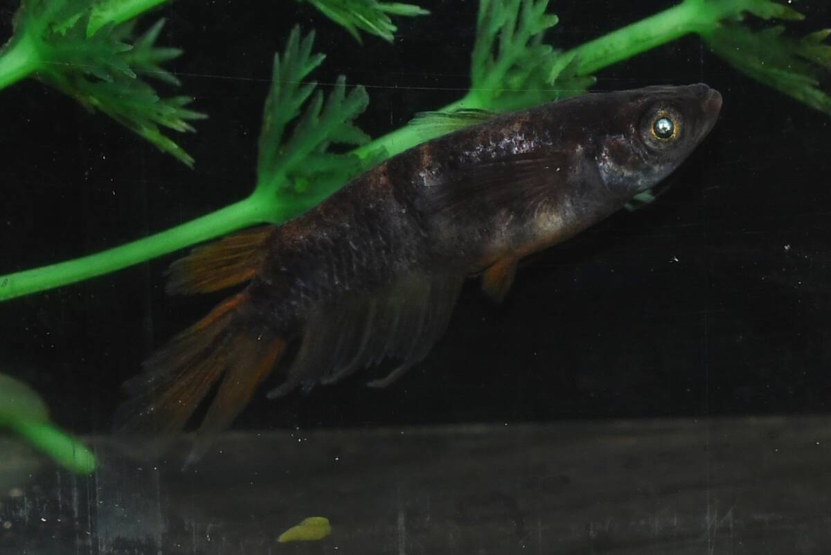 【猫飯】美虎改(片目アースアイ)メダカ・2ペア D9 現物 めだか セット 成魚 送料後確定拍卖