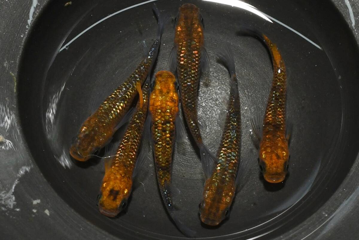 【猫飯】獅子流し×雷神メダカ・3ペア F6 現物 めだか セット 成魚 送料後確定拍卖