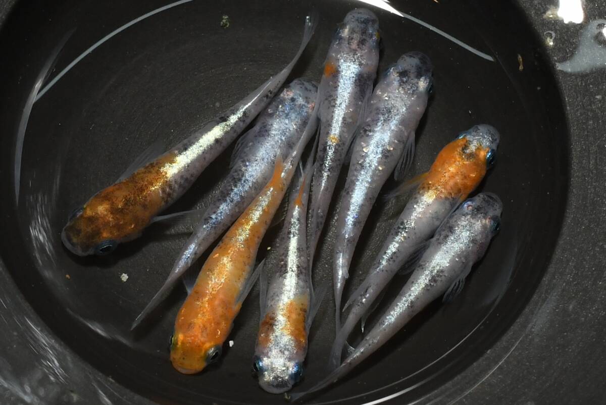 【猫飯】三色ラメ体外光メダカ・4ペア K6 現物 めだか セット 成魚 送料後確定拍卖