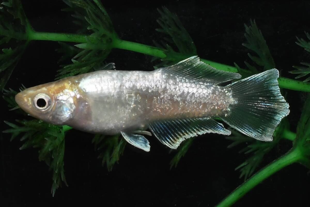 【猫飯】ゴージャスワイドフィン光体型メダカ・1ペア K7 現物 めだか セット 成魚 送料後確定拍卖