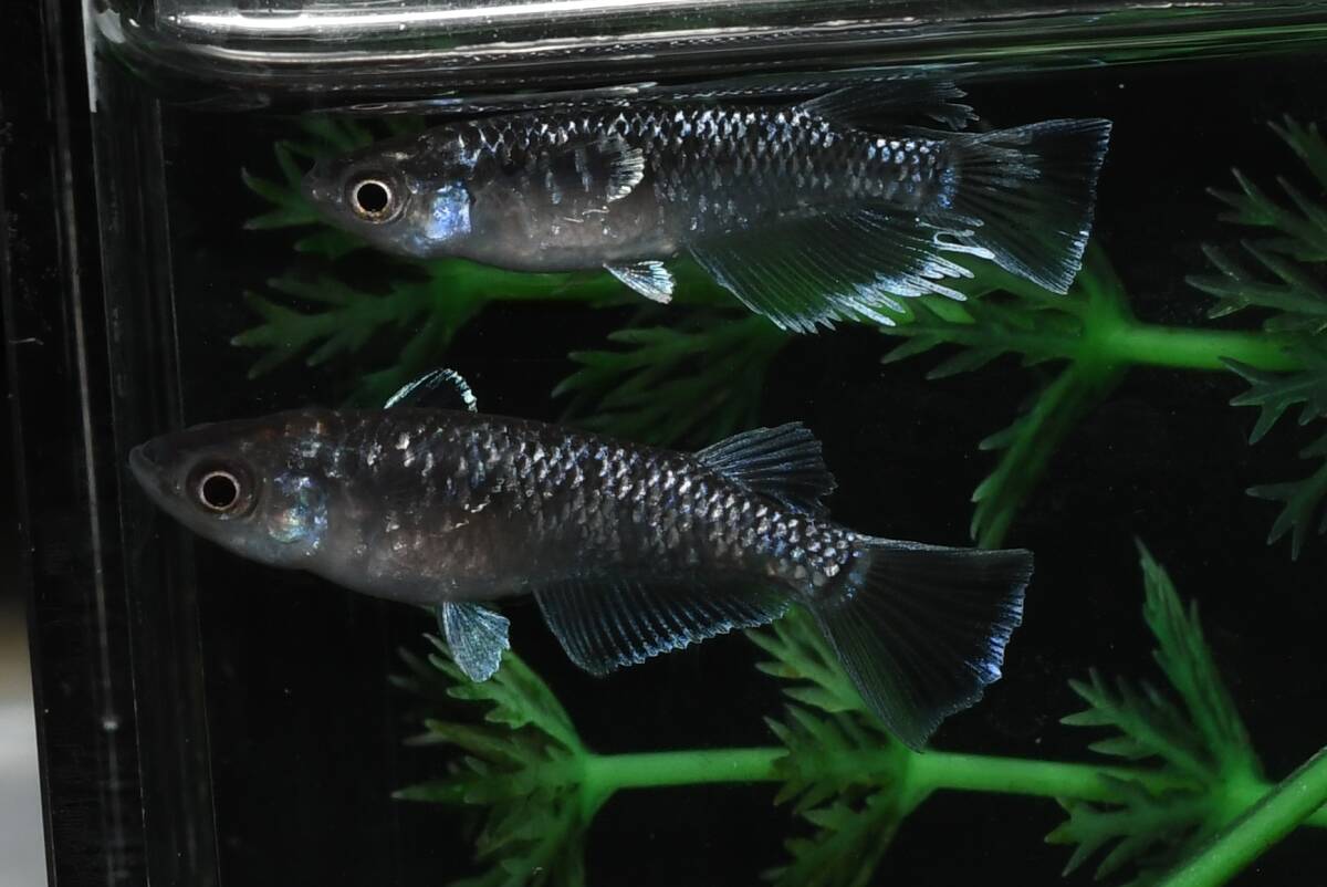 【猫飯】ミッドナイトフリル体外光メダカ・2ペア K9 現物 めだか セット 成魚 送料後確定拍卖