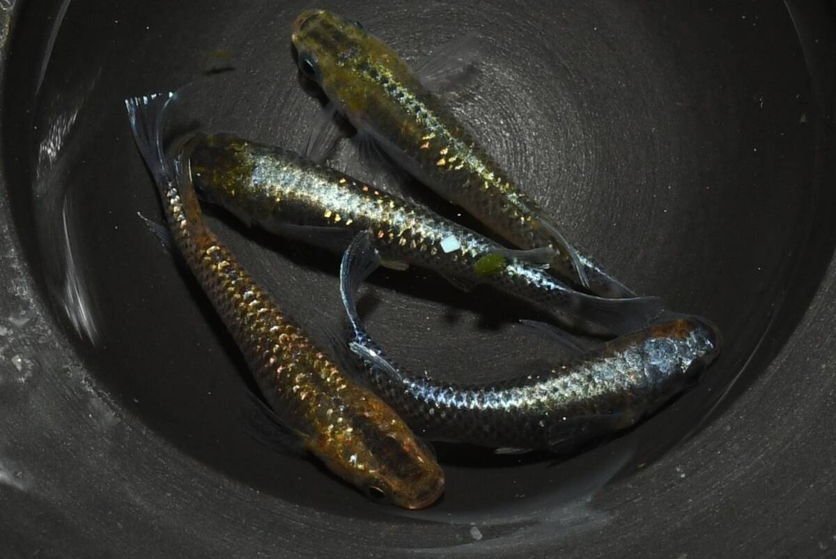 【猫飯】天照雷神メダカ・2ペア K16 現物 めだか セット 成魚 送料後確定拍卖
