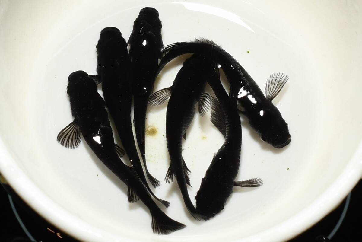 【猫飯】オロチメダカ・3ペア J1 現物 めだか セット 成魚 送料後確定拍卖