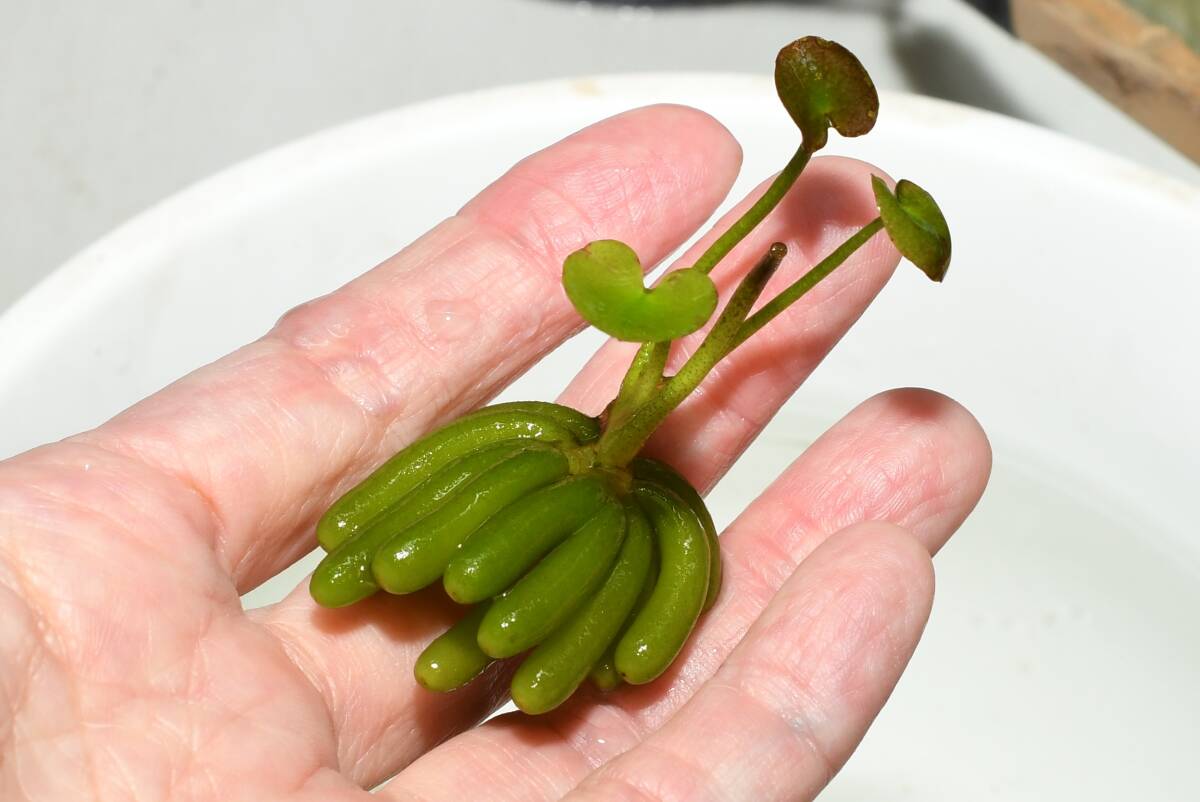 自家栽培・バナナプラント 3株 J9 現物 無農薬 安心 メダカ拍卖