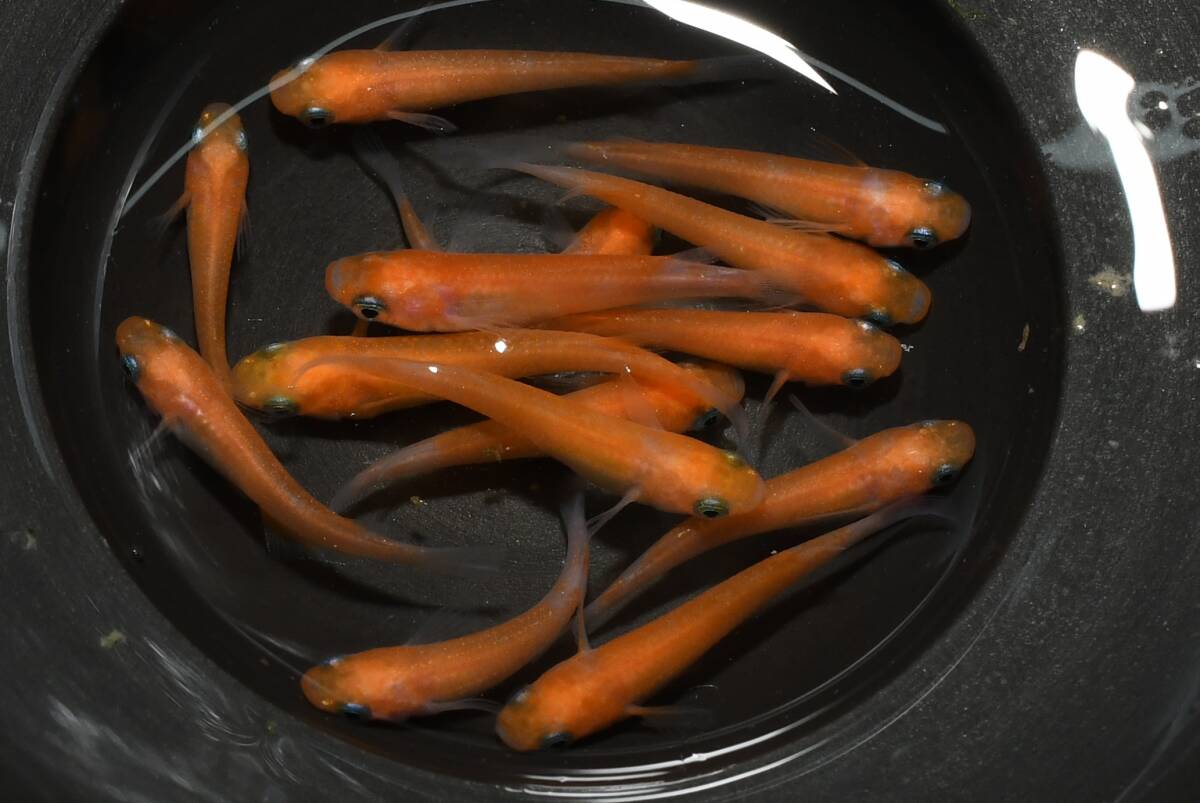 【猫飯】乱れ桜系メダカ・13匹 M4 現物 めだか セット 成魚 送料後確定拍卖