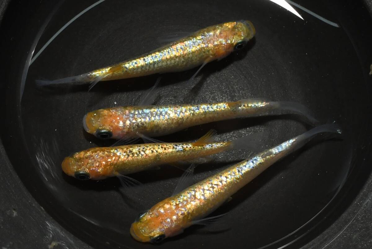 【猫飯】ユリシスパラディーゾレッドレースメダカ・2ペア P13 現物 めだか セット 成魚 送料後確定拍卖