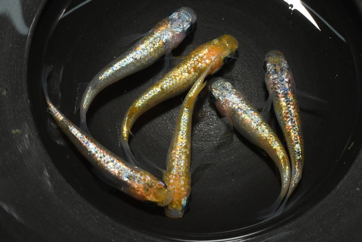 【猫飯】ユリシスパラディーゾレッドレースメダカ・3ペア P14 現物 めだか セット 成魚 送料後確定拍卖
