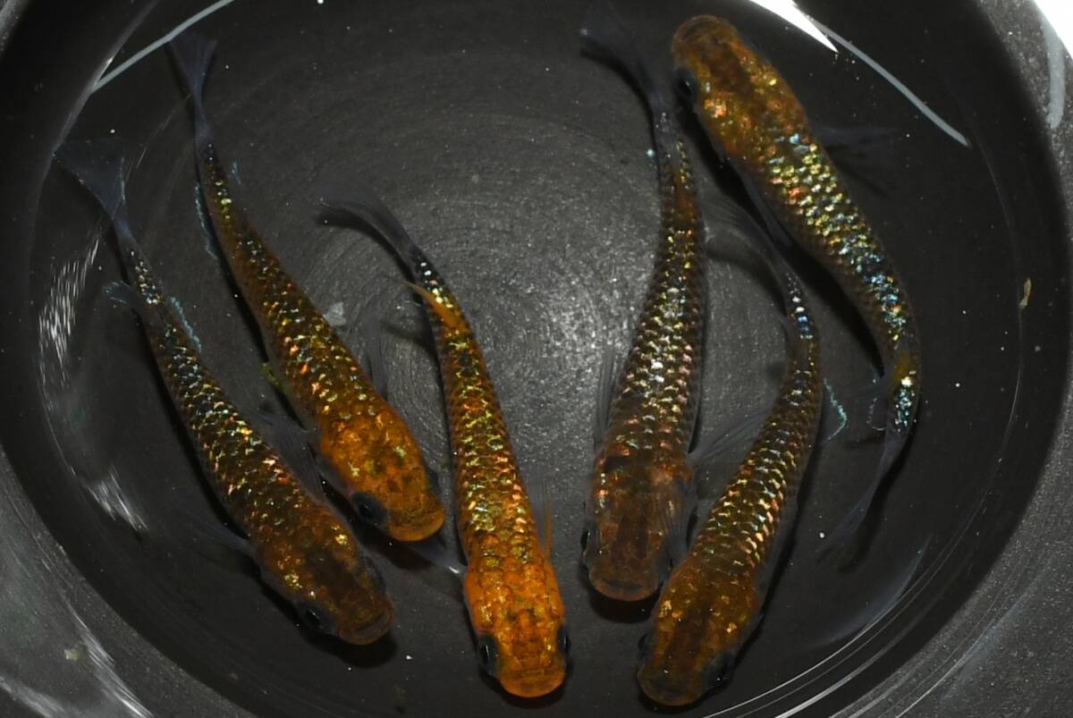 【猫飯】獅子流し×雷神メダカ・3ペア F5 現物 めだか セット 成魚 送料後確定拍卖