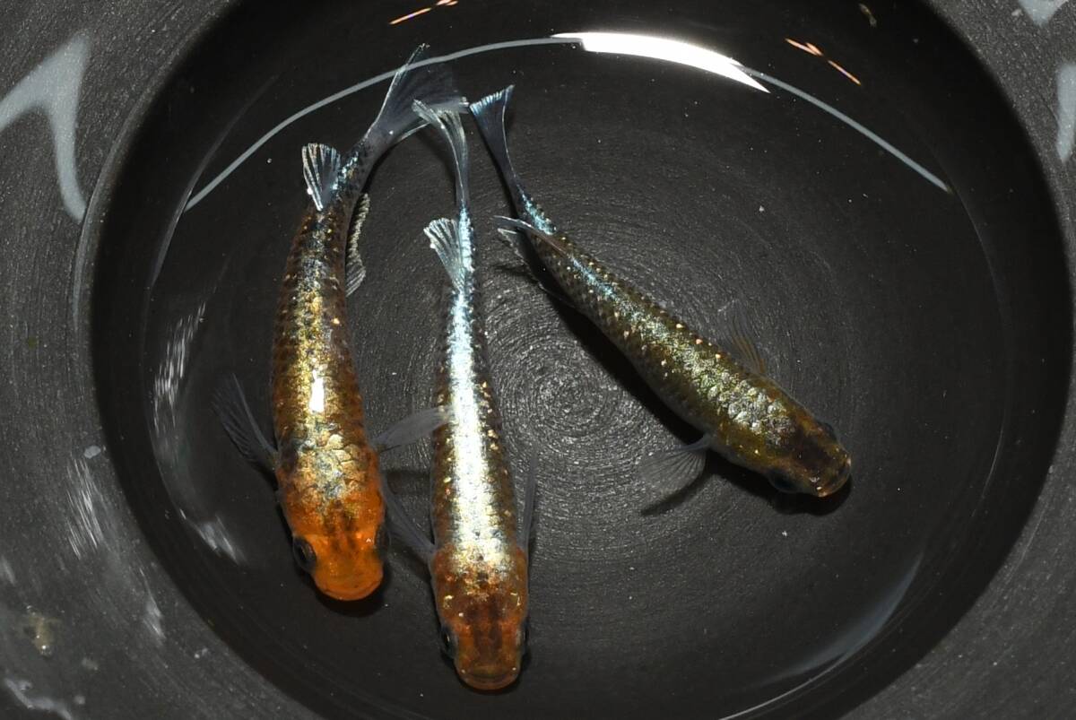【猫飯】天照雷神メダカ・雄1匹雌2匹 K15 現物 めだか セット 成魚 送料後確定拍卖