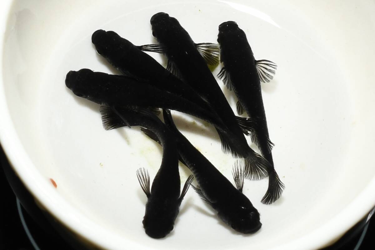 【猫飯】オロチメダカ・3ペア J5 現物 めだか セット 成魚 送料後確定拍卖