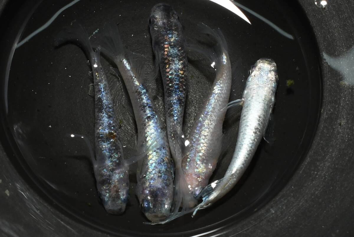 【猫飯】親に使用・ネプチューンキッシングメダカ・雄2匹雌3匹 A3 現物 めだか セット 成魚 送料後確定拍卖