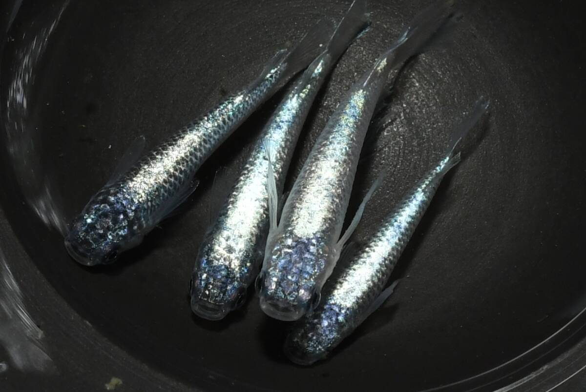 【猫飯】ネプチューンキッシングメダカ・2ペア N3 現物 めだか セット 成魚 送料後確定拍卖