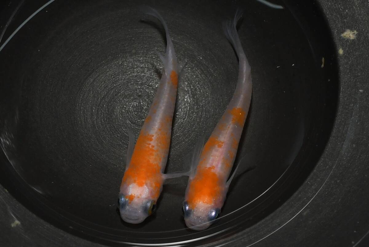 【猫飯】上物市!乱れ桜メダカ・1ペア M2 現物 めだか セット 成魚 送料後確定拍卖
