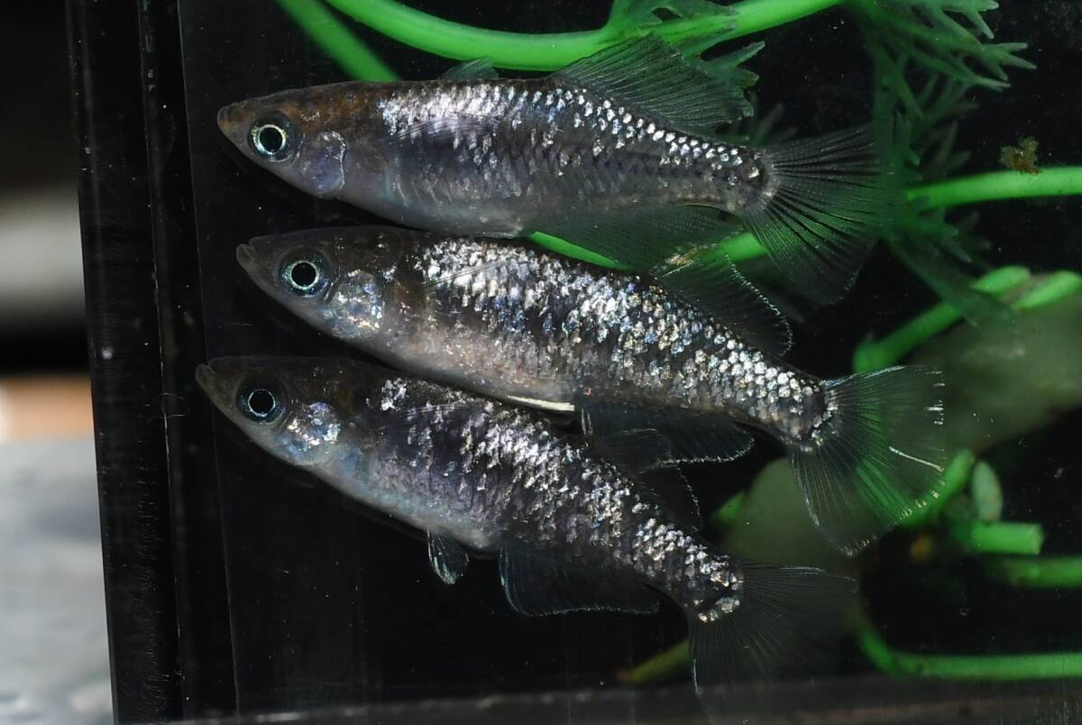 【猫飯】プロメテウスメダカ・雄2匹雌3匹 M5 現物 めだか セット 成魚 送料後確定拍卖
