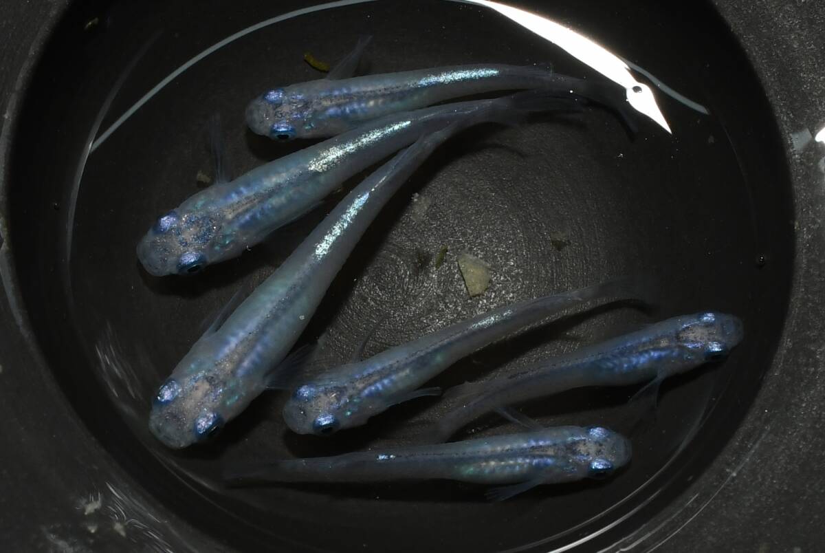 【猫飯】しずくめだか・3ペア P5 現物 めだか セット 成魚 送料後確定拍卖