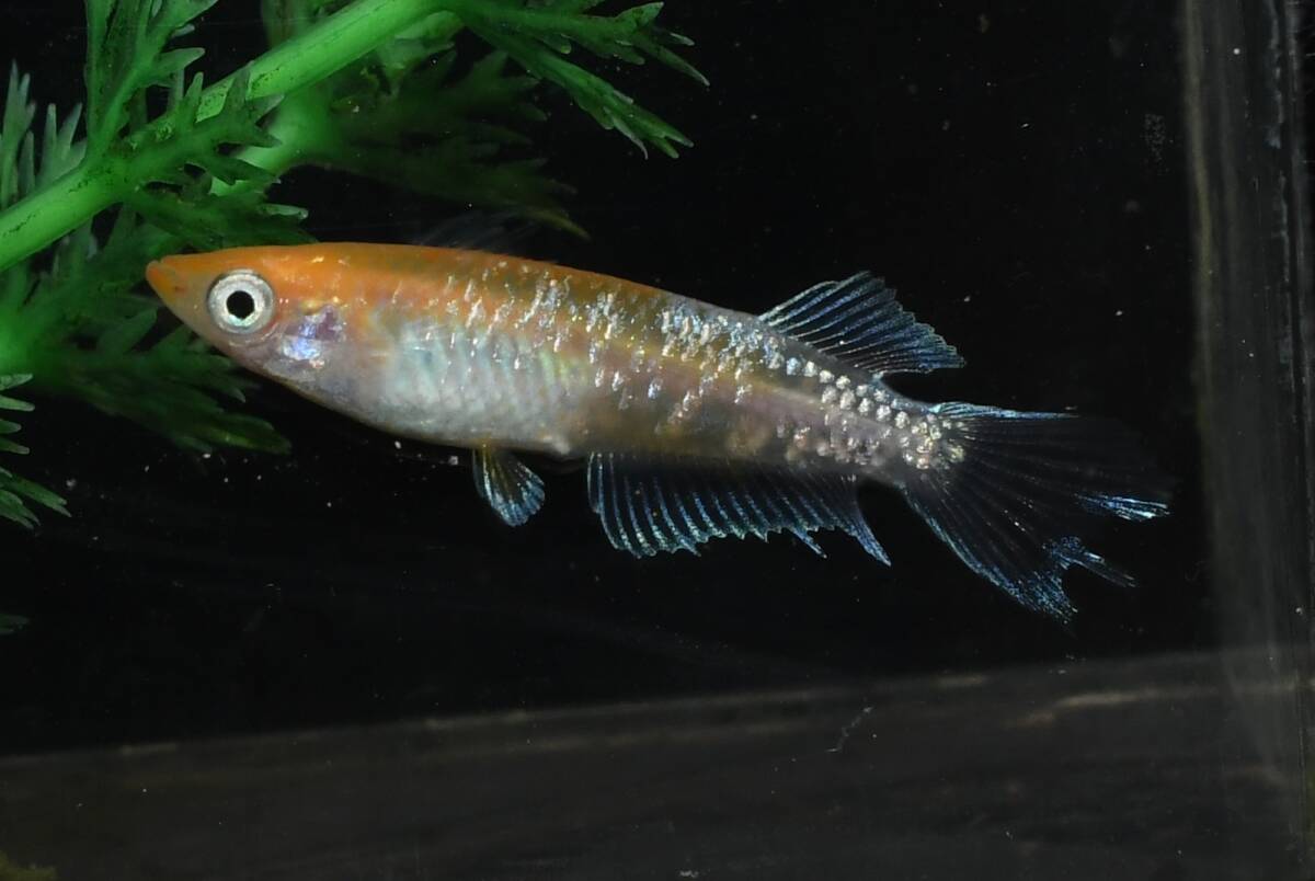 【猫飯】上物市!深紅のデーンモルフォキッシングΩスワローメダカ・雄1匹雌2匹 B4 現物 めだか セット 成魚 送料後確定拍卖