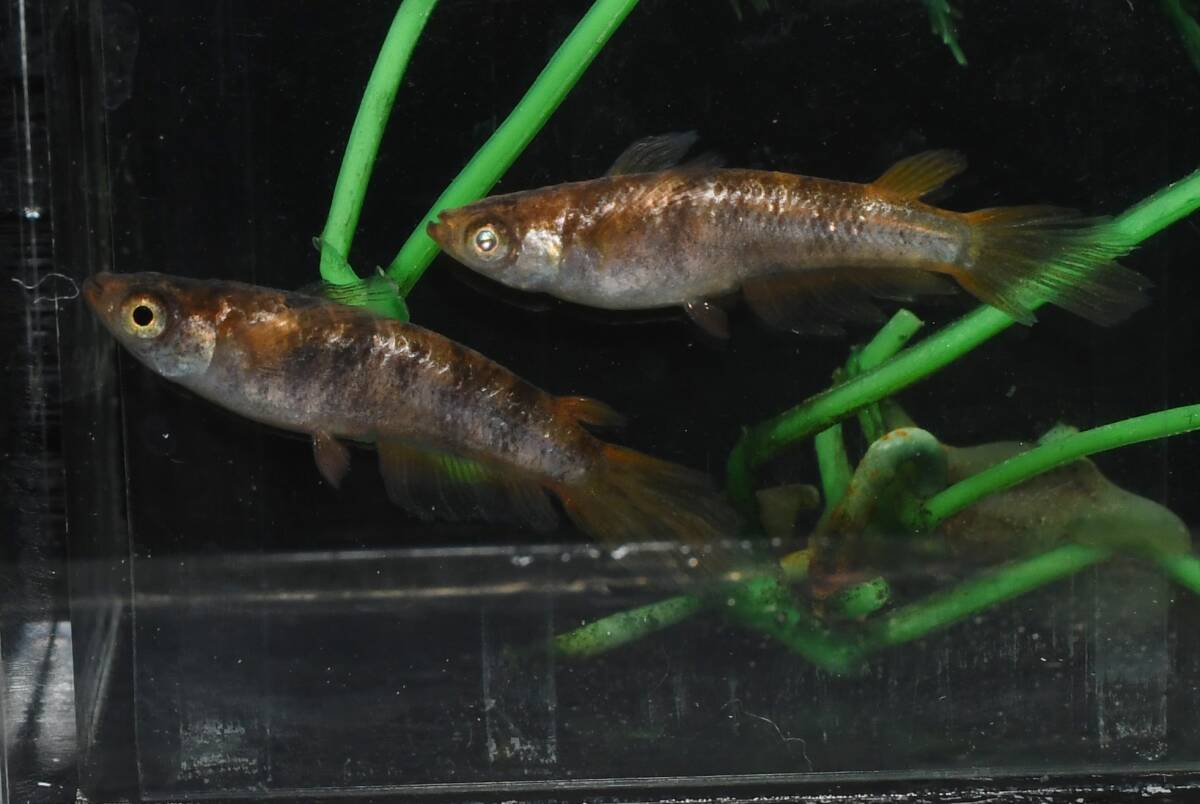 【猫飯】美虎改メダカ・2ペア D8 現物 めだか セット 成魚 送料後確定拍卖