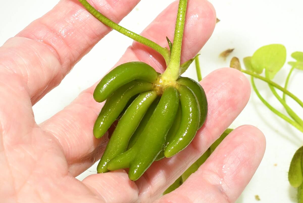 自家栽培・バナナプラント 3株 H2 現物 無農薬 安心 メダカ拍卖