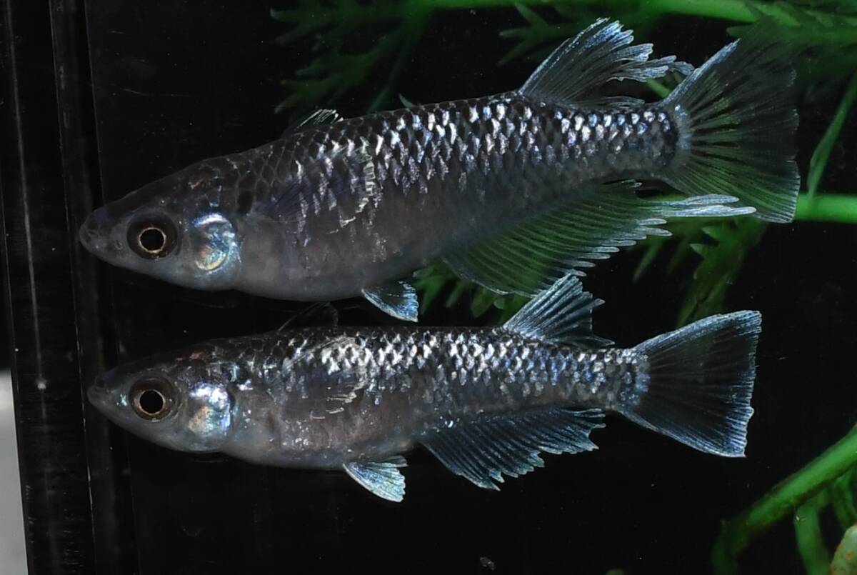 【猫飯】ミッドナイトフリル体外光メダカ・2ペア K10 現物 めだか セット 成魚 送料後確定拍卖