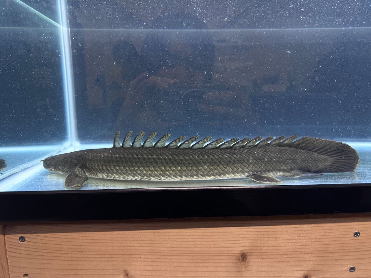 【直輸入】【特価】★特選個体★Po.ビキール50upカメルーン便⑦50㎝±拍卖