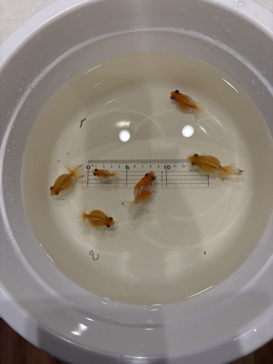 出目ピンポンパール 当歳魚 6匹セット拍卖