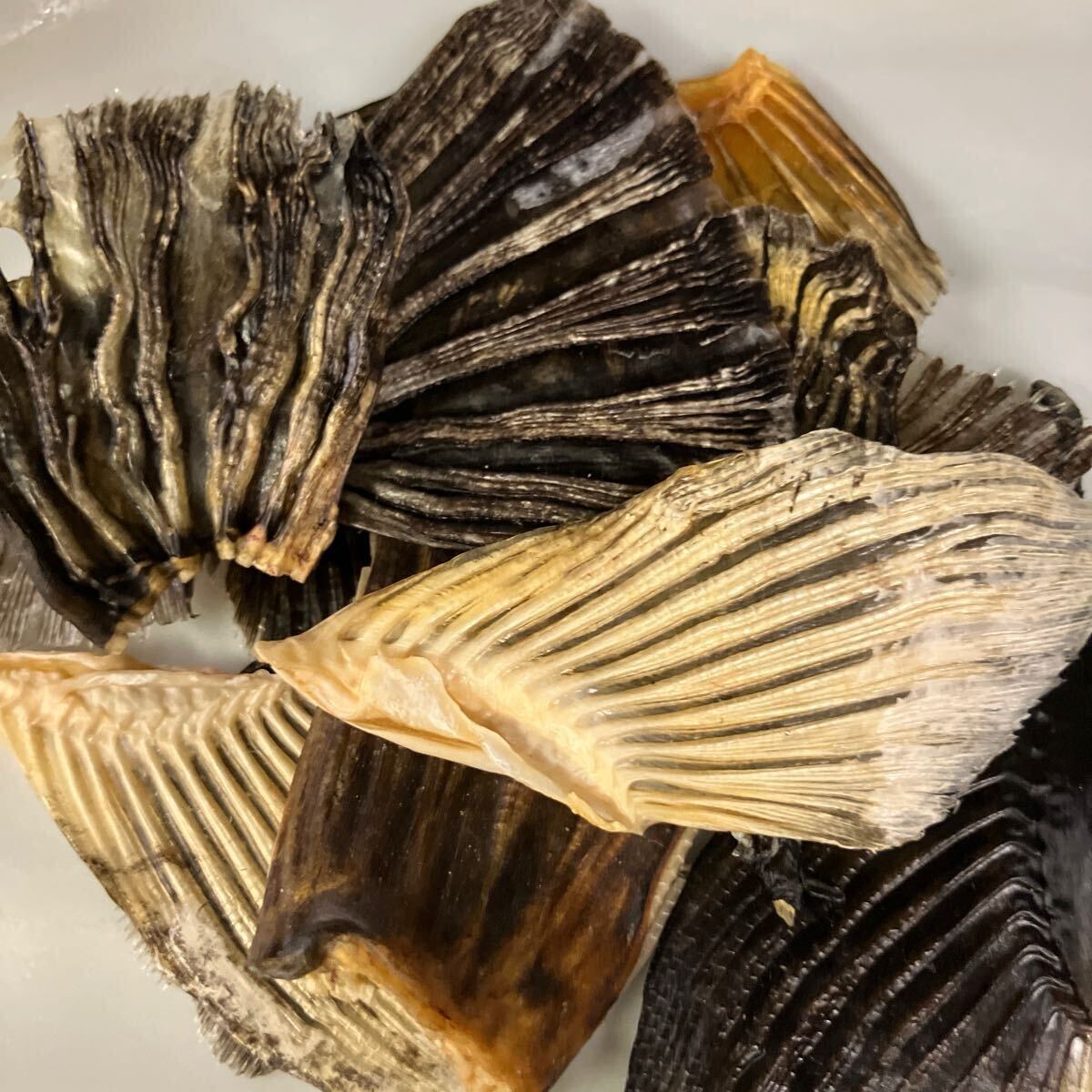 トラフグヒレ★ひれ酒★小ぶり20枚★拍卖