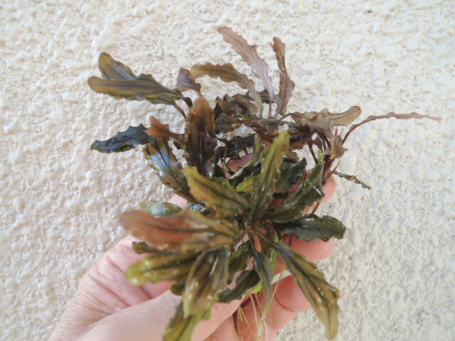 ★☆ブセファランドラsp.西カリマンタン 切り取り株5株☆★拍卖