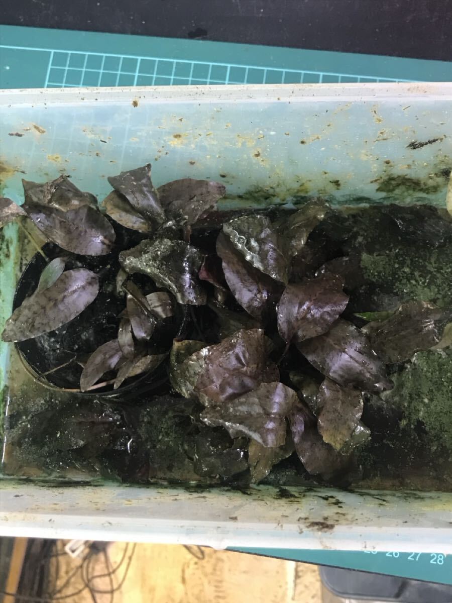 ☆ 美種! Cryptocoryne.sp シュルツウィ パープル エンペラー 水上育成株 ☆拍卖