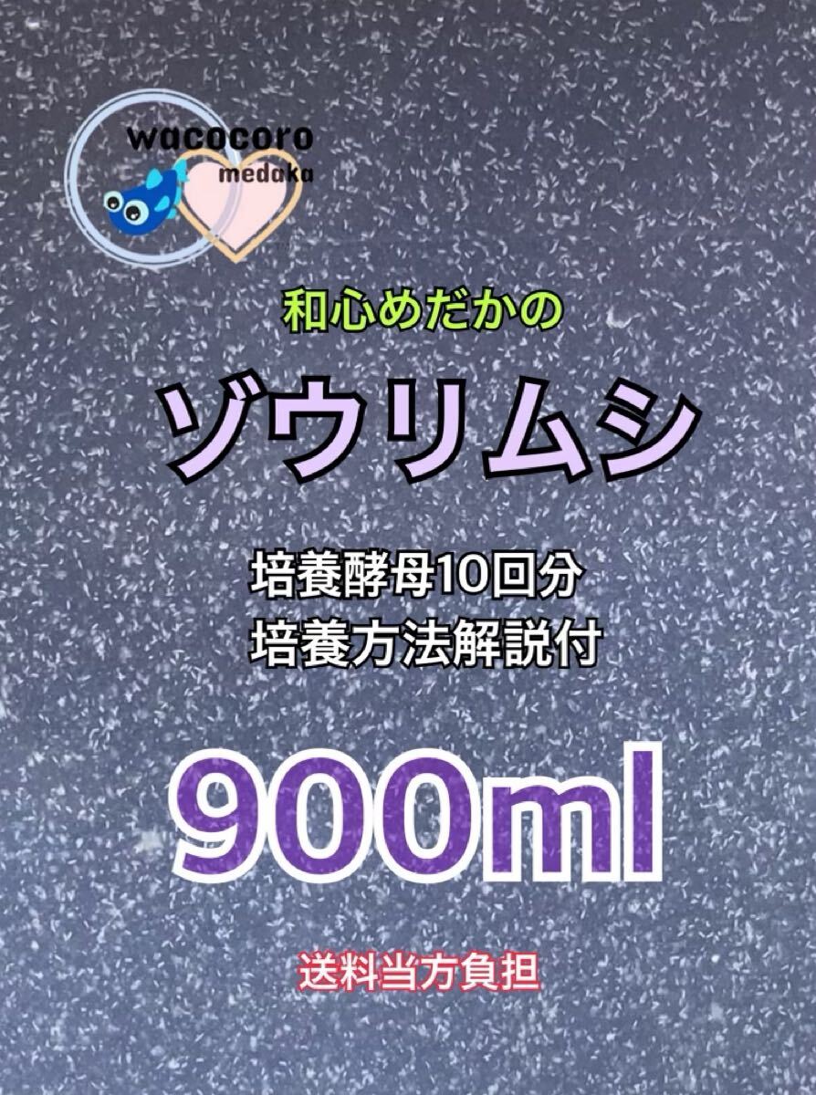 こだわりのゾウリムシ900ml ★培養酵母10回分付き★和心めだか★めだかの針子・幼魚・ミジンコなどに最適★ネコポス発送拍卖