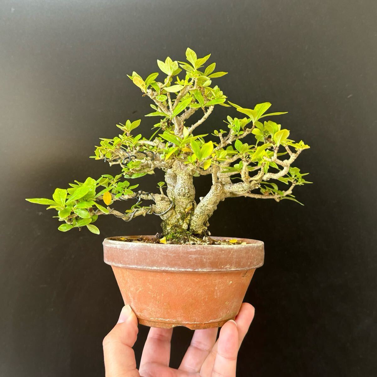 盆栽【クチナシ】①拍卖