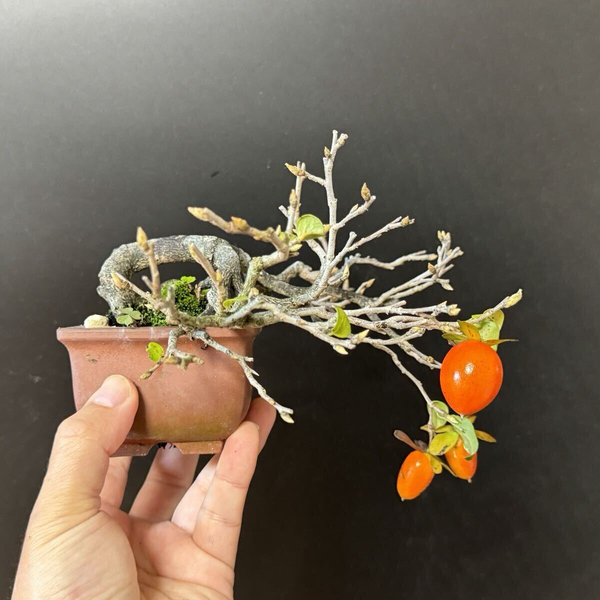 ミニ盆栽【ローヤ柿】①拍卖