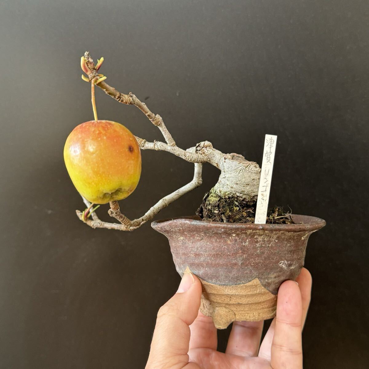ミニ盆栽【津軽林檎】拍卖