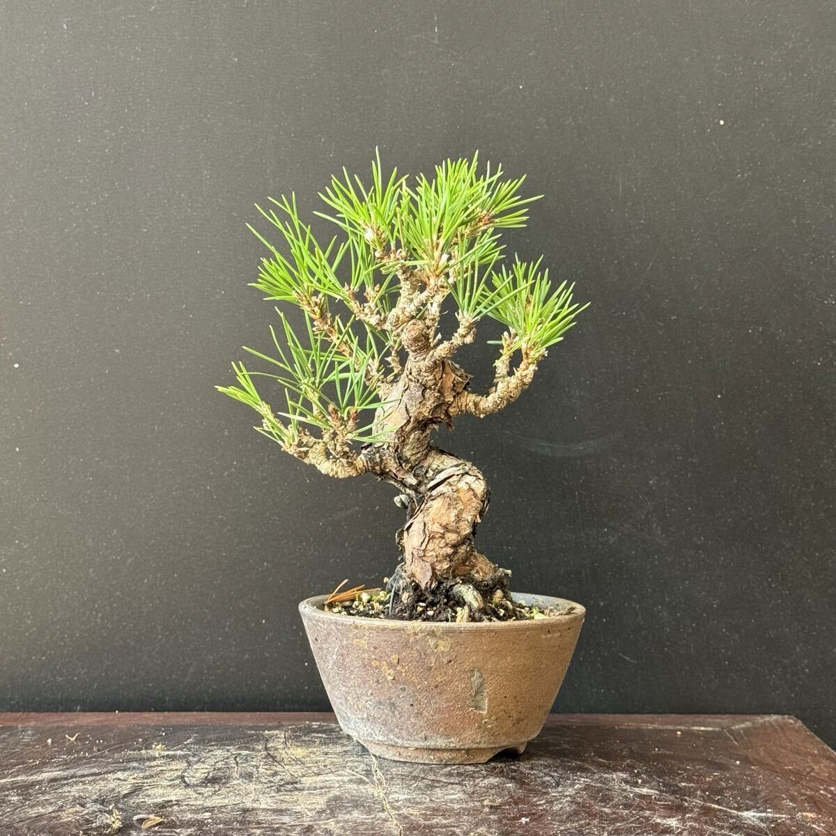 盆栽【黒松】⑤拍卖