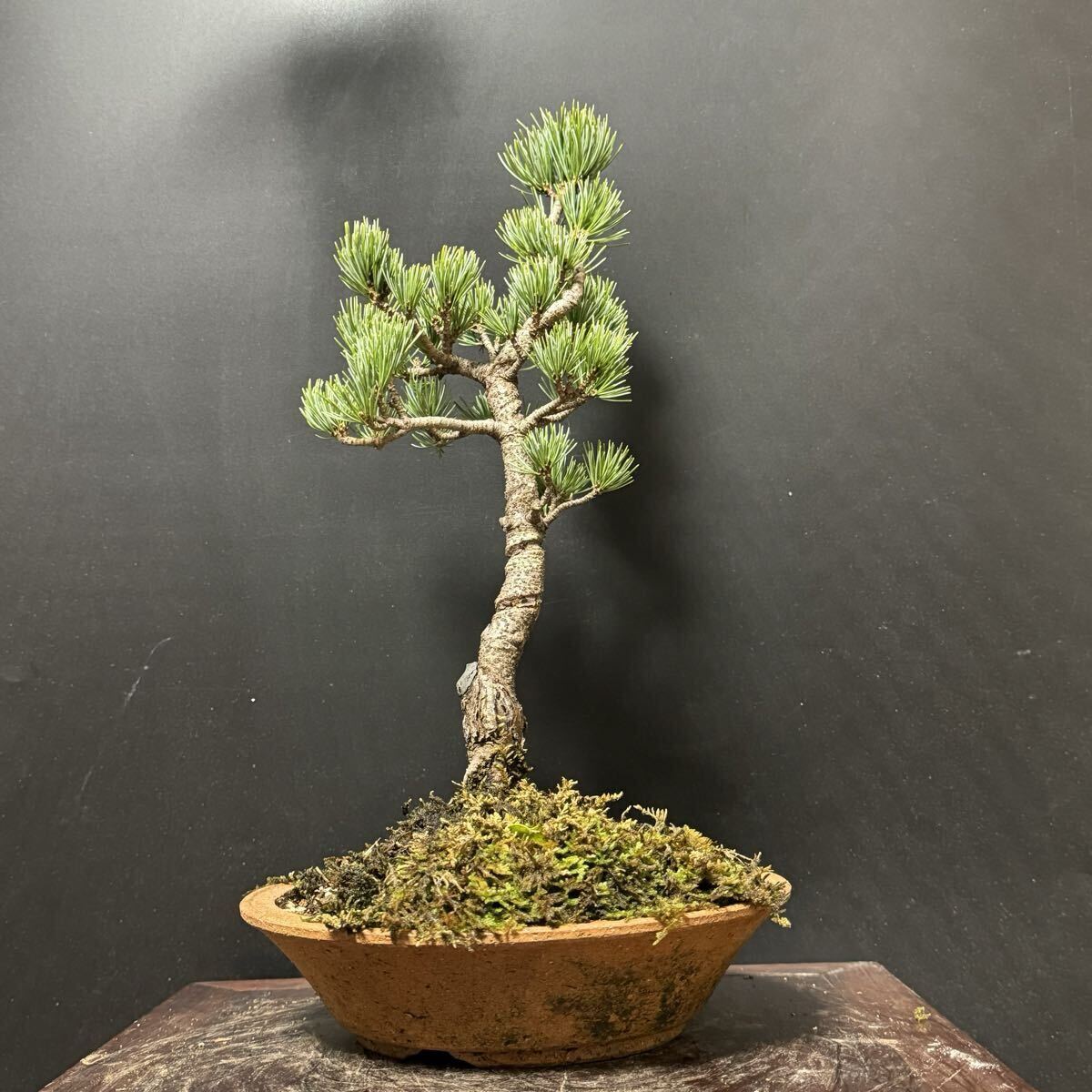 盆栽【五葉松d】拍卖