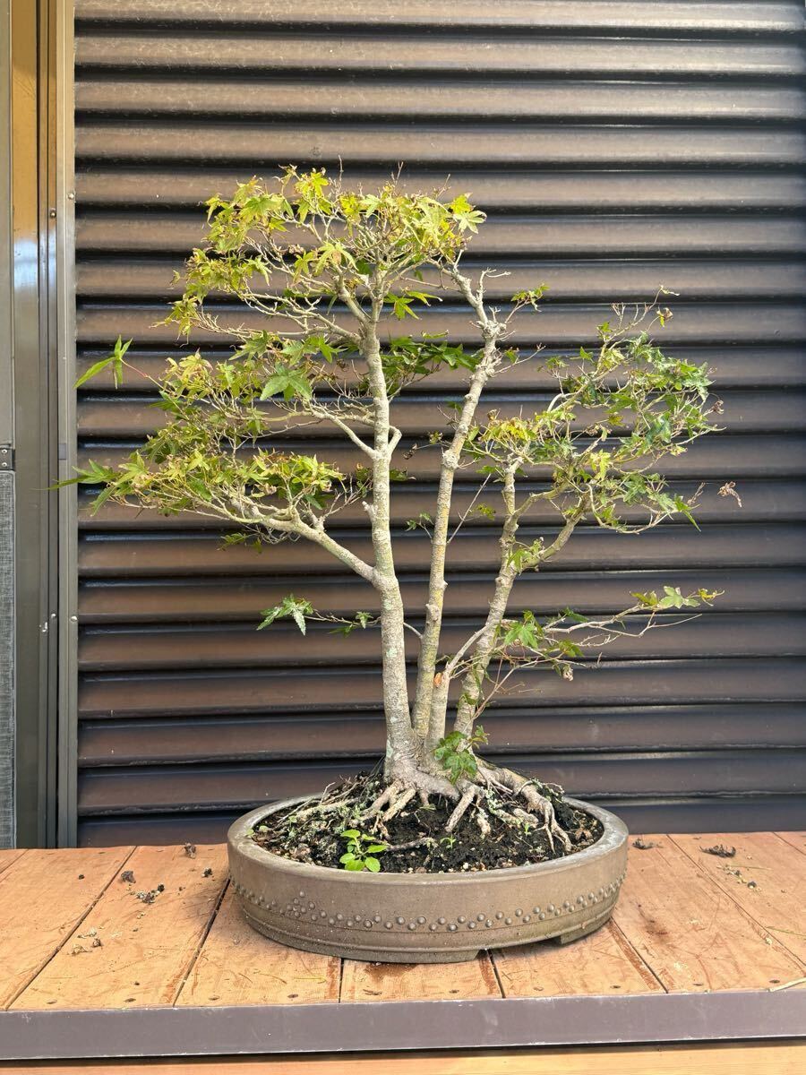 盆栽【紅葉】①拍卖