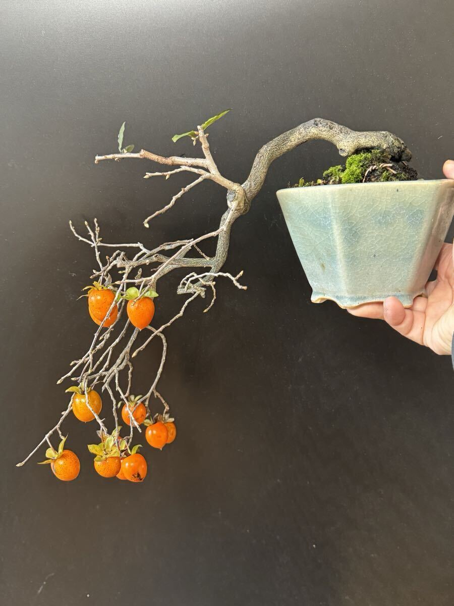 盆栽【ローヤ柿】拍卖