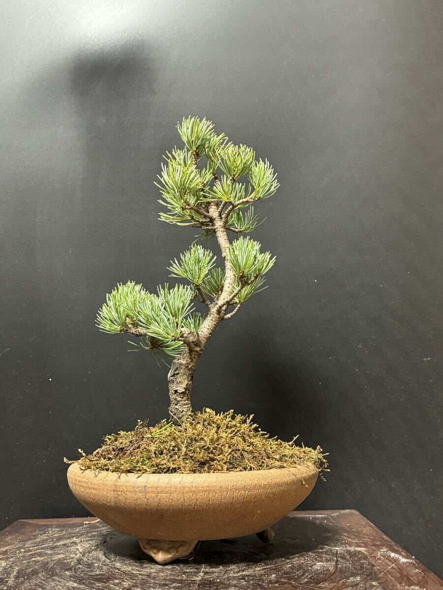 盆栽【五葉松】b拍卖