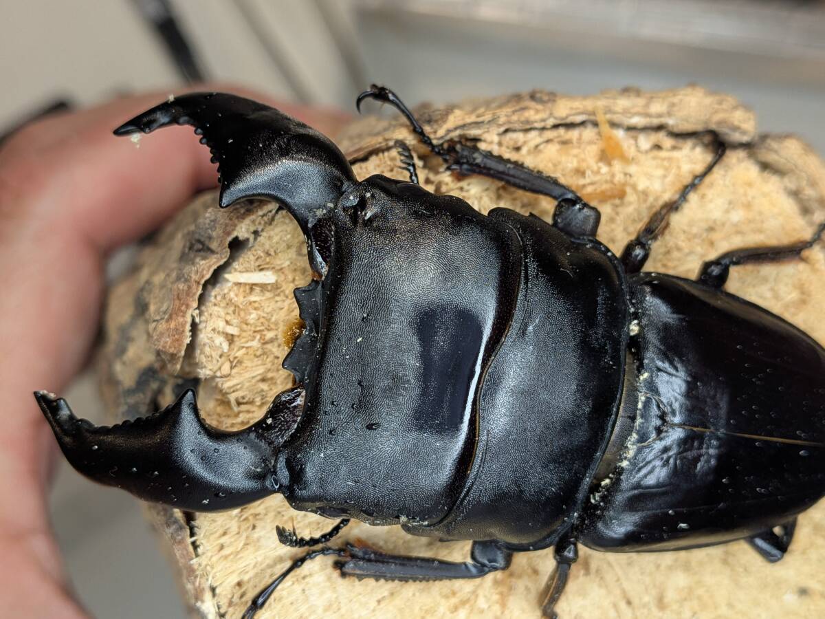 スマトラオオヒラタ【ハーキュリー血統】(アチェ産) ♂(未使用)84.6㎜♀(未使用)48.5㎜拍卖