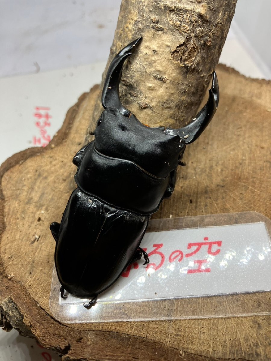 【はるの空11/9ラスト】新成虫 能勢YG♂84.5㎜ K-6 ※よく読んで下さい。拍卖