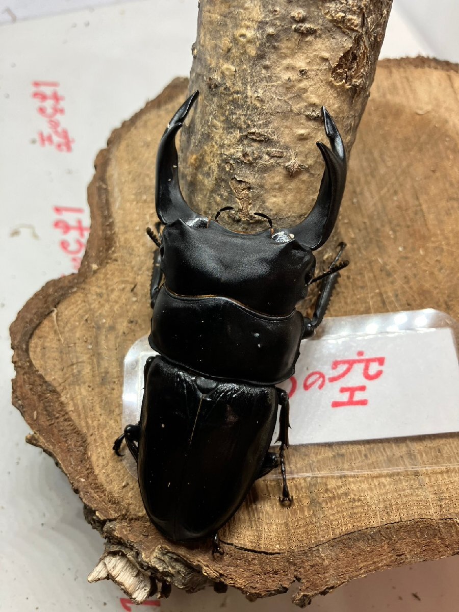 【はるの空11/9ラスト】新成虫 能勢YG♂88㎜ F-19 ※よく読んで下さい。拍卖