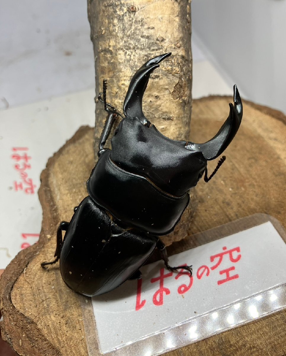 【はるの空11/9ラスト】新成虫 能勢YG♂87.1㎜ J-8 ※よく読んで下さい。拍卖