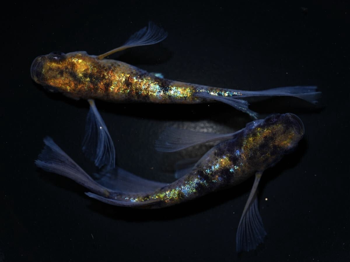 【大井めだか】和墨星ラメリアルロングフィン 稚魚5匹 メダカ #拍卖