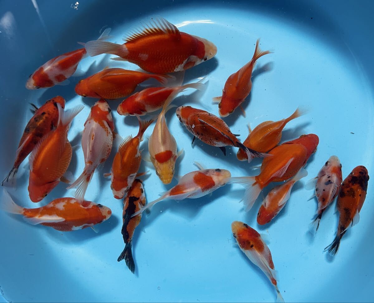 【新潟県上越産】玉サバ/②/選別漏れ20匹セット拍卖